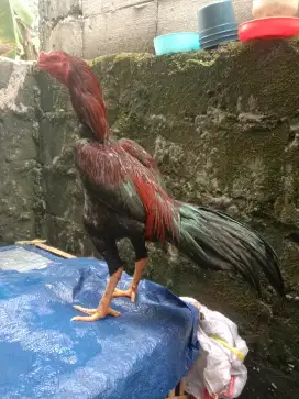 Pakhoy gula aren muda 7bulan