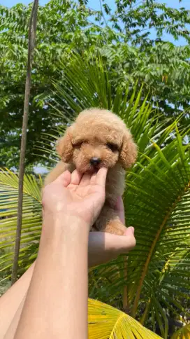 Party & Apricot Toy Poodle Male
