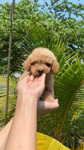 Apricot & Party Toy Poodle Male ( 1.5 bln )