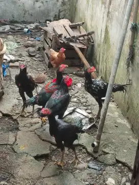 Jual ayam siam asli