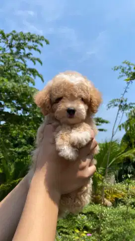 Party & Apricot Toy Poodle Male / Jantan