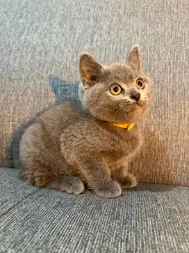 british short hair bsh kitten