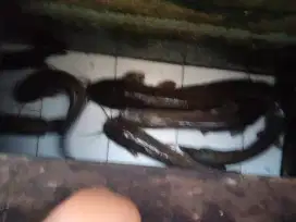 Ikan Lele Indukan Sangkuriang