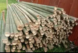 Jual bambu steger 6 meter