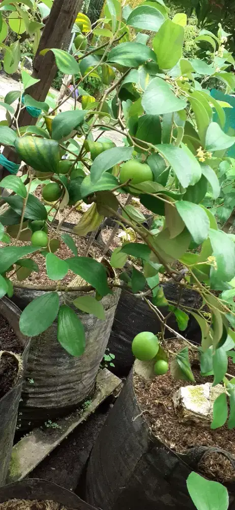Bibit tanaman buah apel putsa