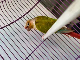Pinnaple Conure