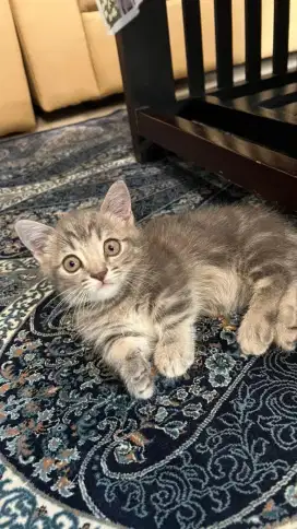 Munchkin Gaelic Lini Impor BSH lucu 3.5 bulan