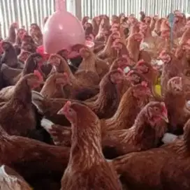 Ayam merah petelur