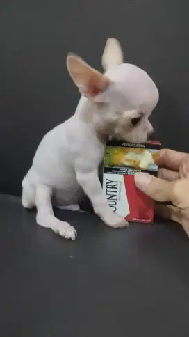 Chihuahua size super mini