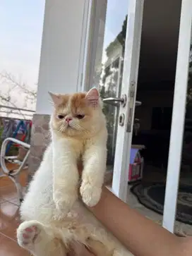 Lepas adop kitten jantan persia peaknose