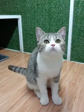 British Shorthair Bicolour Tabby