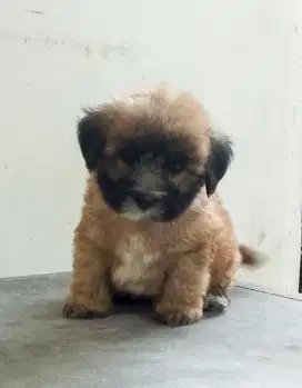 Anak anjing maltese mix domestik