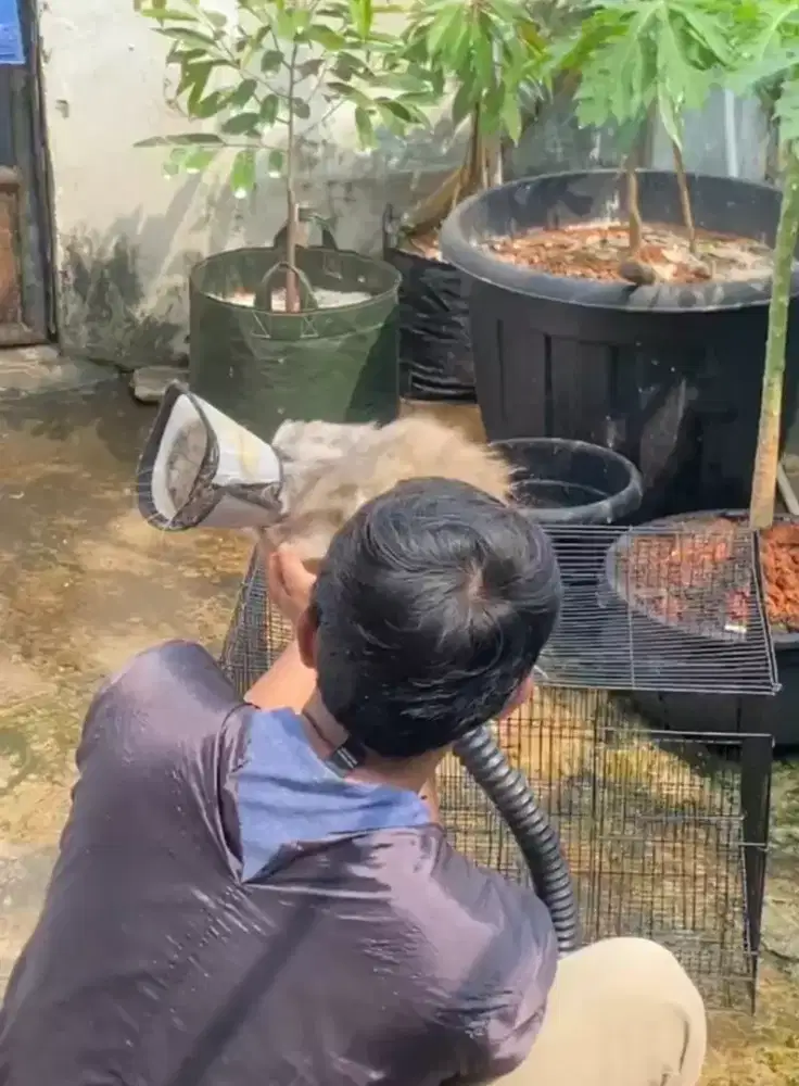 Groming Panggilan Murah