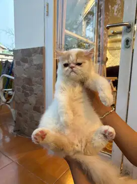 Kitten peaknose persia jantan