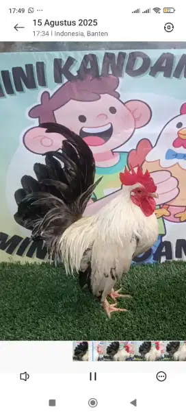 Ayam kate jantan jali