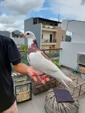 Burung Merpati/Dara bahan Tra Rampok dan Bocil