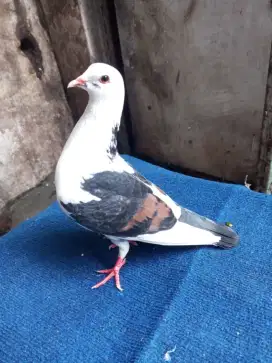 Jual beli merpati