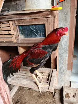 Ayam Bangkok klasik
