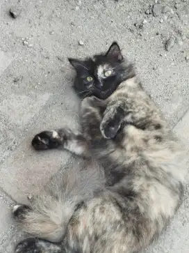 Jual adopt kucing