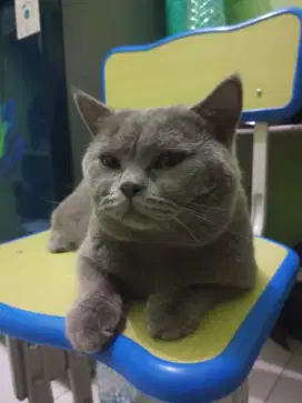 British shorthair jantan 11bln
