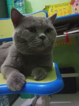 BSH British shorthair