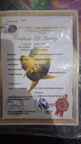 ARWANA GOLDEN RED