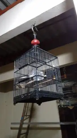 JuaL Burung kenari , ada yg biLang Panda dan ad yg blg mirip starBLue