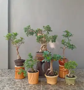 Mini bonsai murah ada 6 pot