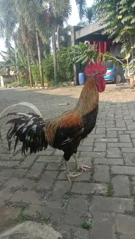 Ayam Pelung Dewasa Warna Jali