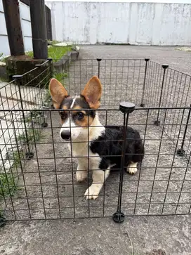 Jual corgi betina murah