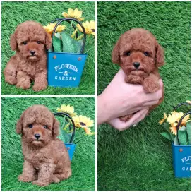 Red toy poodle size keci lucu