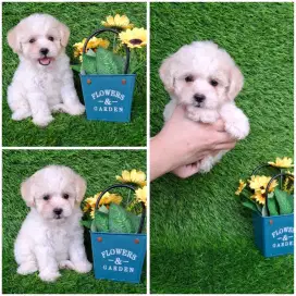 Toy poodle party color female