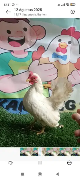 Ayam serama betina putih