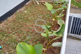 DIJUAL RUMAH SIAP HUNI DI BENTANG PADALARANG REGENCY BDG BARAT.
