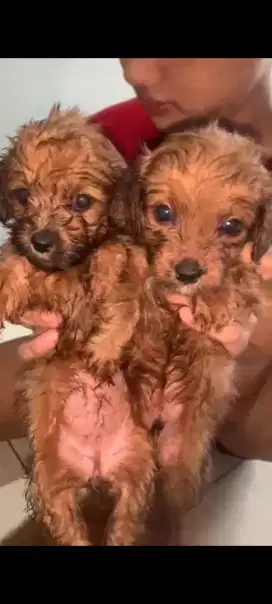 Poodle mix shitzu