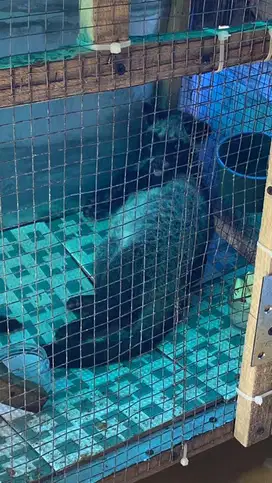 JUAL MUSANG PANDAN