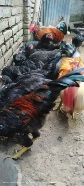 Ayam Kampung unggulan Balitbang (KUB-1)