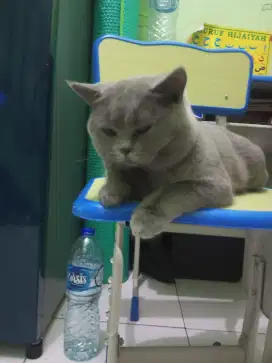 British shorthair BSH jantan