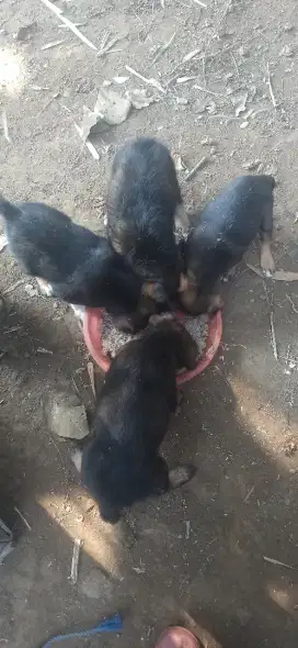 Jual anak anjing