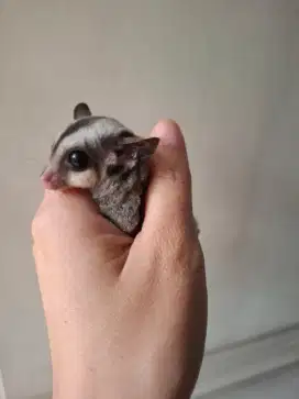 Sugar Glider Classic Grey