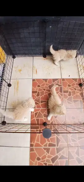 Kitten persia gemoy lincah sehat medan area