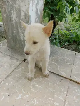 Anak anjing cantikk