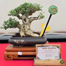 Bonsai Sancang The Max