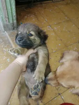 Anjing pendek lucu
