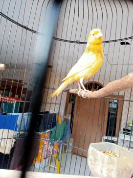 Kenari warna kuning