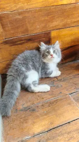 Sepasang kucing persia