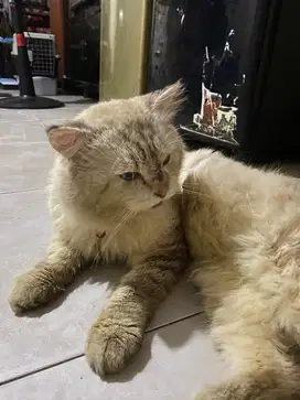 Lepas adopsi kucing