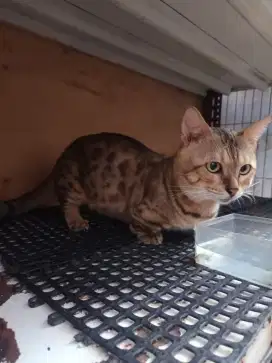 Kucing munchkin