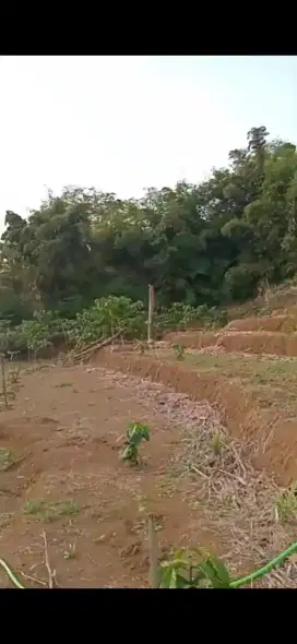 Kebun Kopi dan Cengkeh