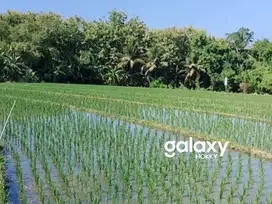 TANAH SAWAH DI BEREMBENG SELEMADEG TABANAN, BALI